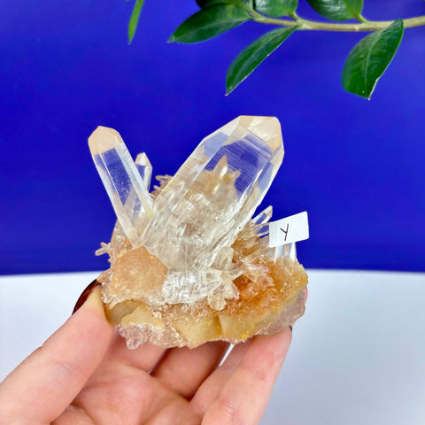 Clear Himalayan quartz crystal cluster with golden iron-stained base held in hand against a blue background.