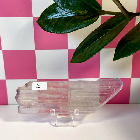 Vibrant pink Kunzite crystal slab, variant E, on a clear stand with a checkered background and green leaves.