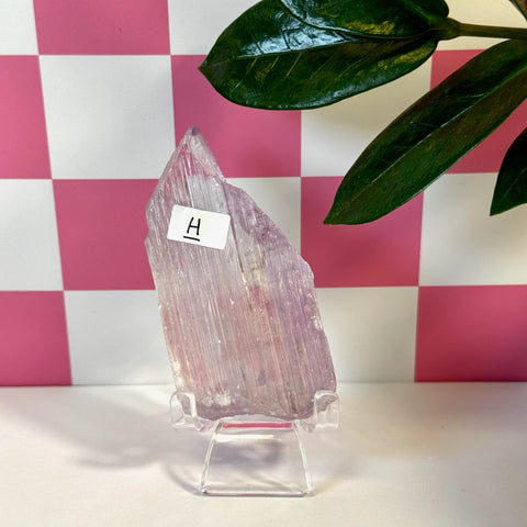 Vibrant pink kunzite crystal, tall and slender with natural striations, displayed on a clear stand.