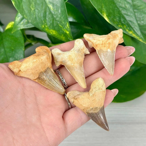 Four ancient shark teeth fossils, light brown and cream, held in a hand against green leaves.