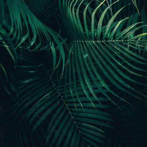 Beneath the Palms