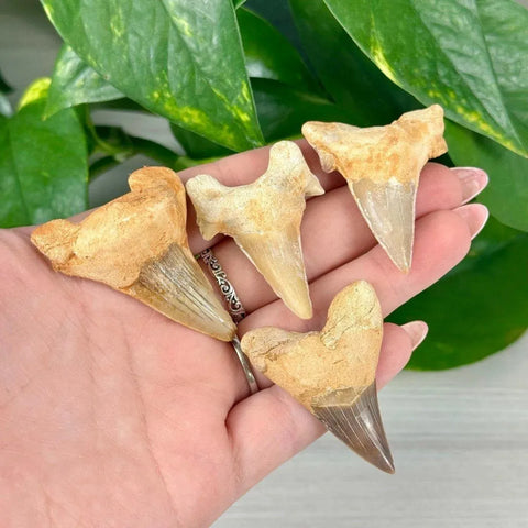Four ancient shark teeth fossils, light brown and cream, held in a hand against green leaves.