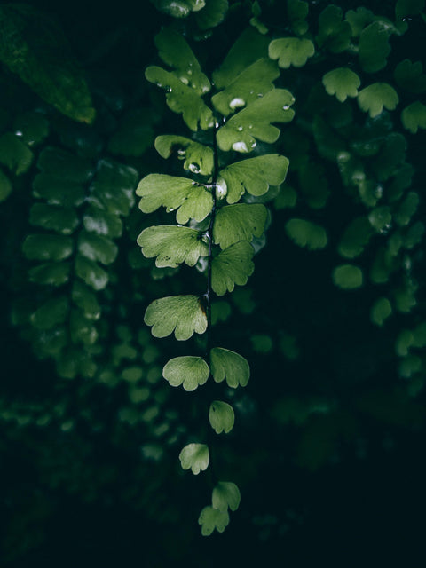 Lush green fern fronds with water droplets, evoking a natural, earthy "Moss & Honey" aesthetic.