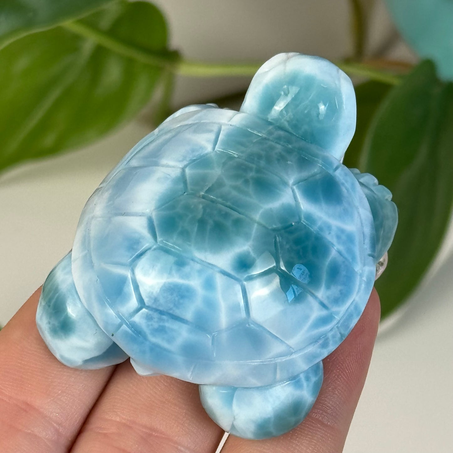 Large Larimar Turtle - B