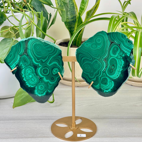 Malachite Lungs