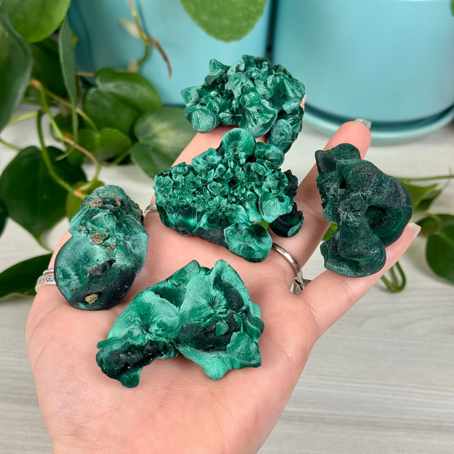 Velvet Malachite