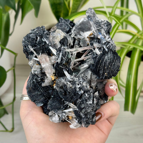 Hematite Roses With Harlequin Quartz Specimen