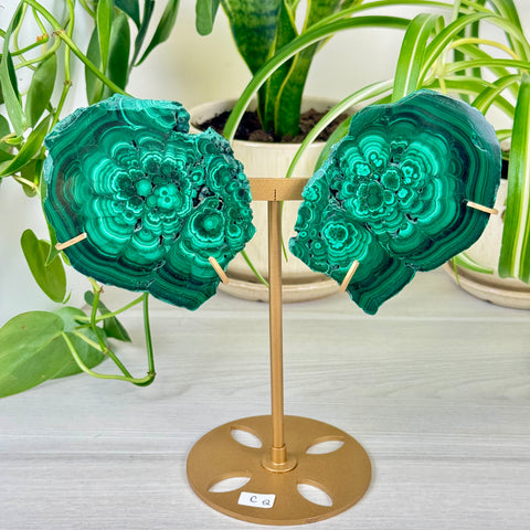Malachite Lungs