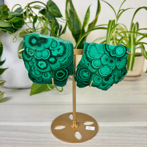 Malachite Lungs