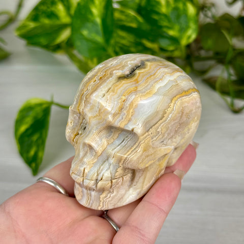 Crazy Lace Agate Skull