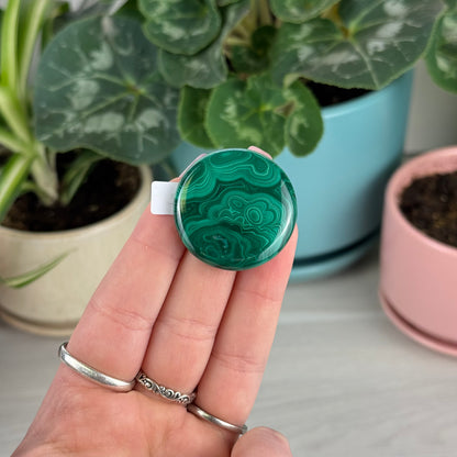 Malachite Cookie - U2