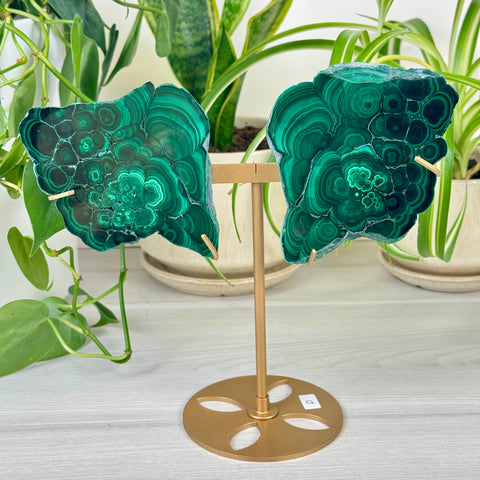 Malachite Lungs