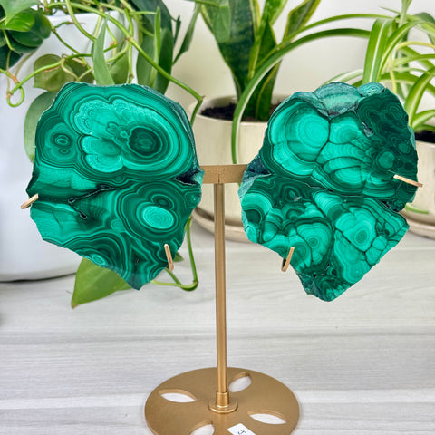 Malachite Lungs
