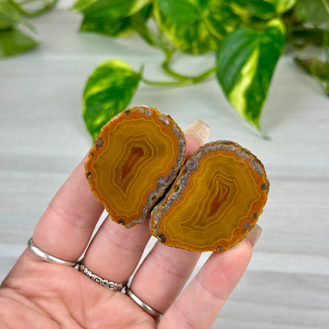 Candy Agate Pairs