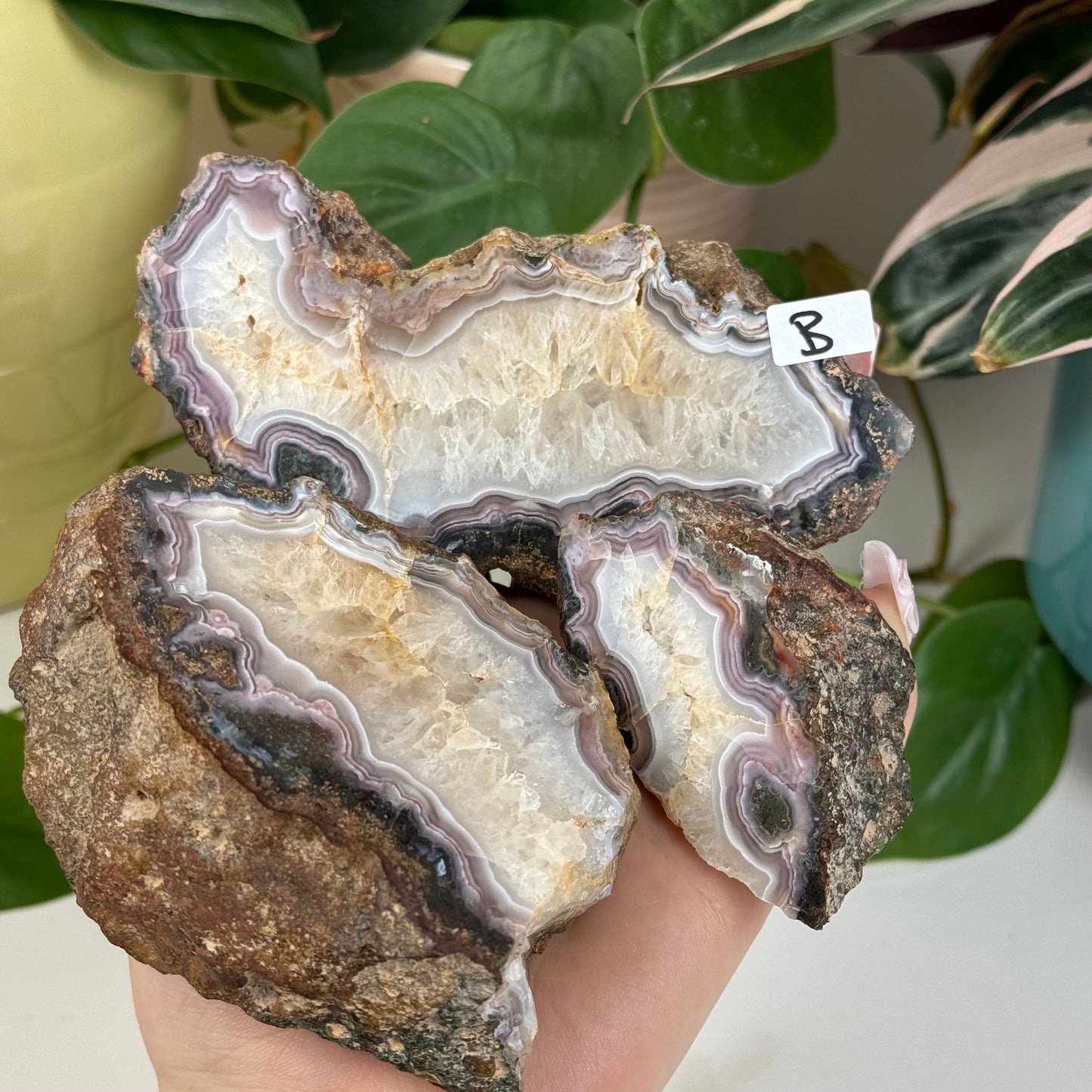 Laguna Agate Pair