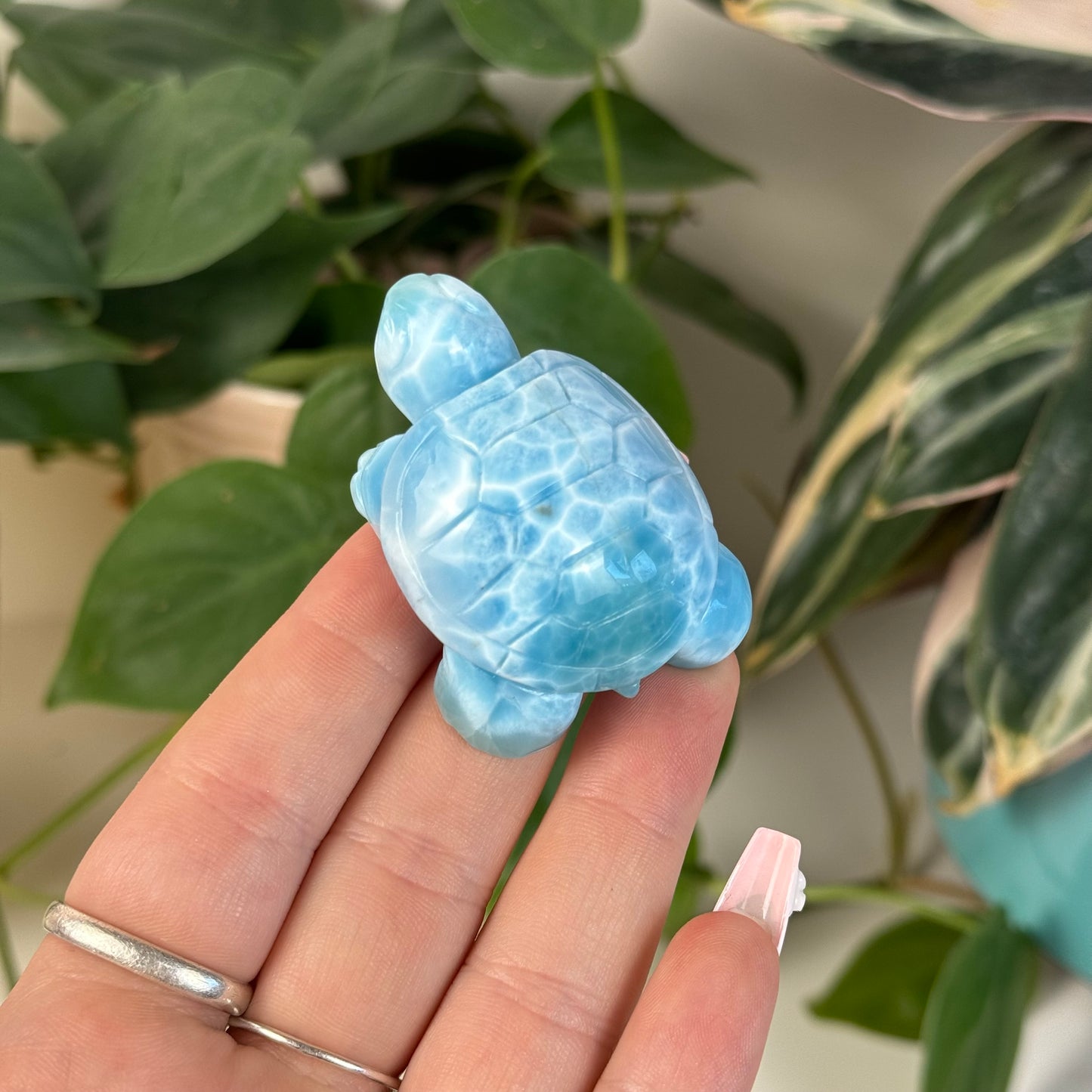 Large Larimar Turtle - L