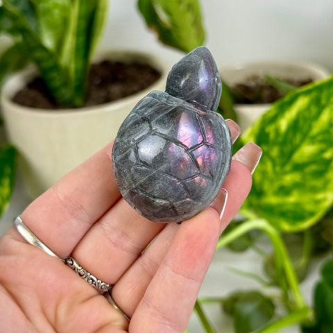 Sunset Labradorite Turtle