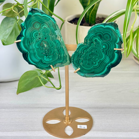 Malachite Lungs