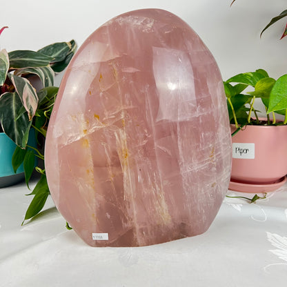 Massive Rose Quartz Free Form