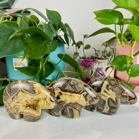 Septarian Bear Fetish