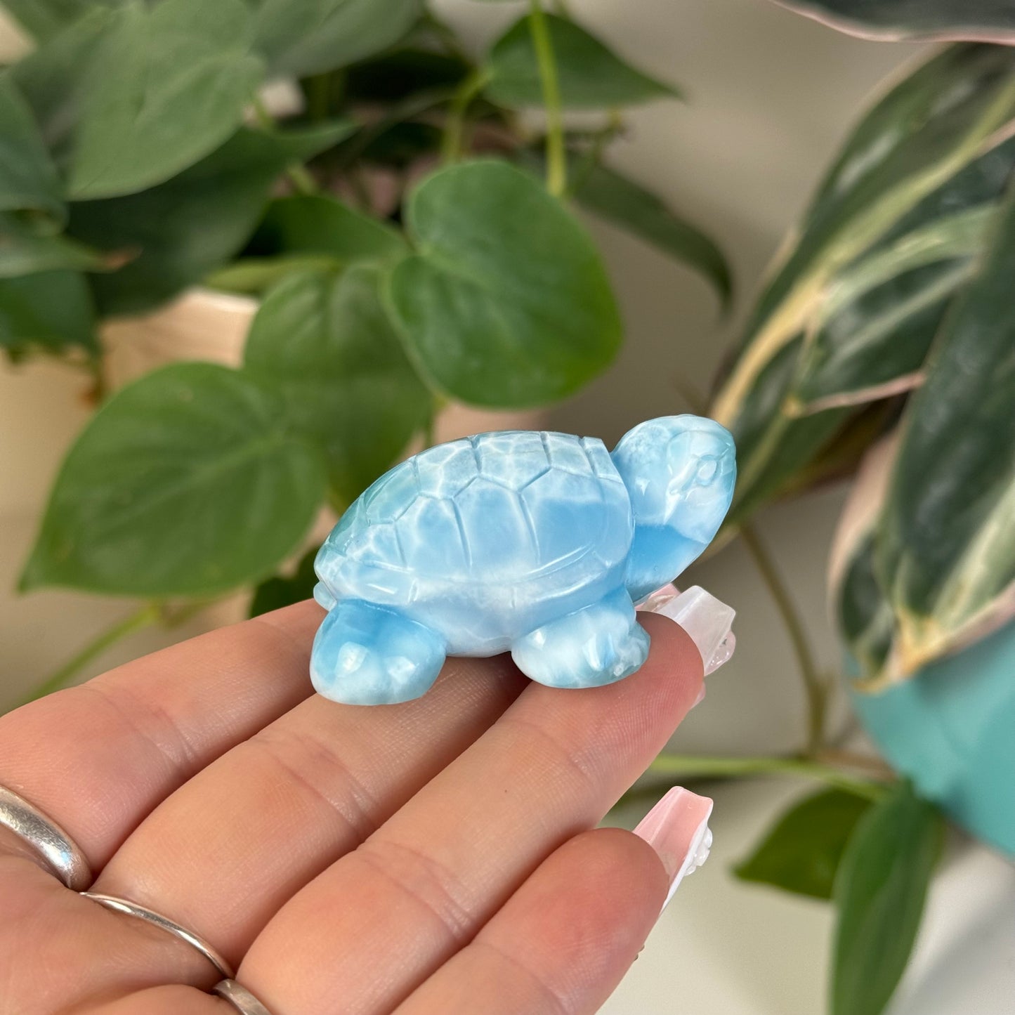 Large Larimar Turtle - L