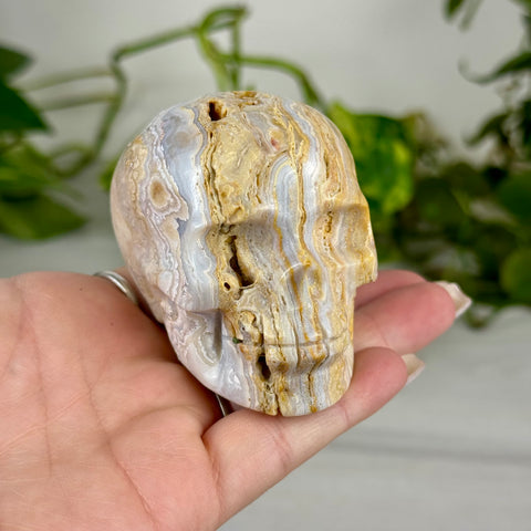 Crazy Lace Agate Skull