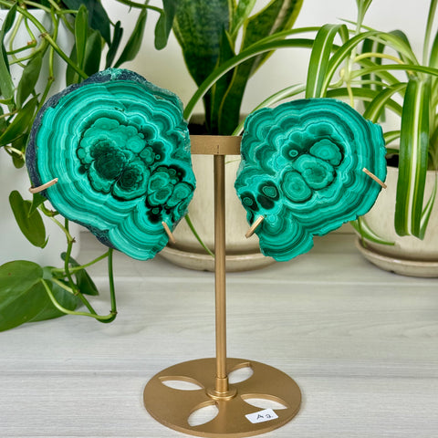 Malachite Lungs