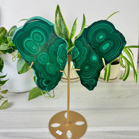 Malachite Lungs
