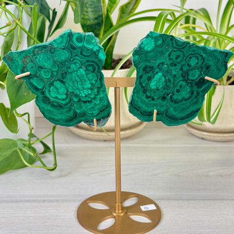 Malachite Lungs