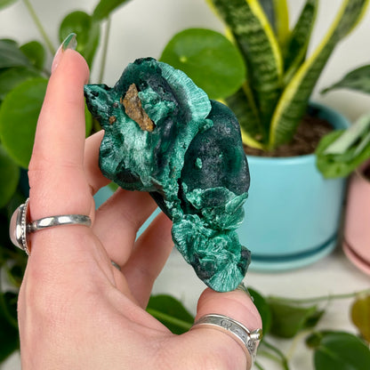 Velvet Malachite