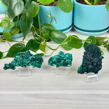 Velvet Malachite