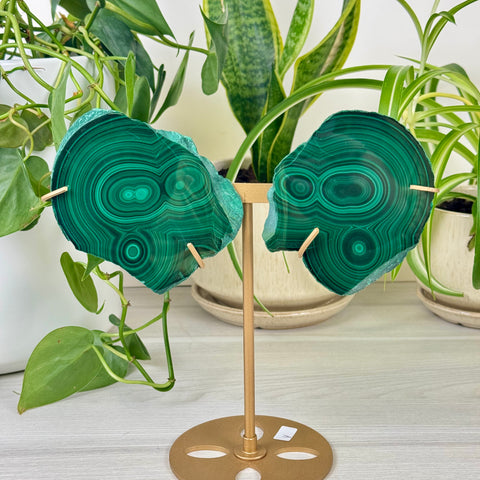 Malachite Lungs