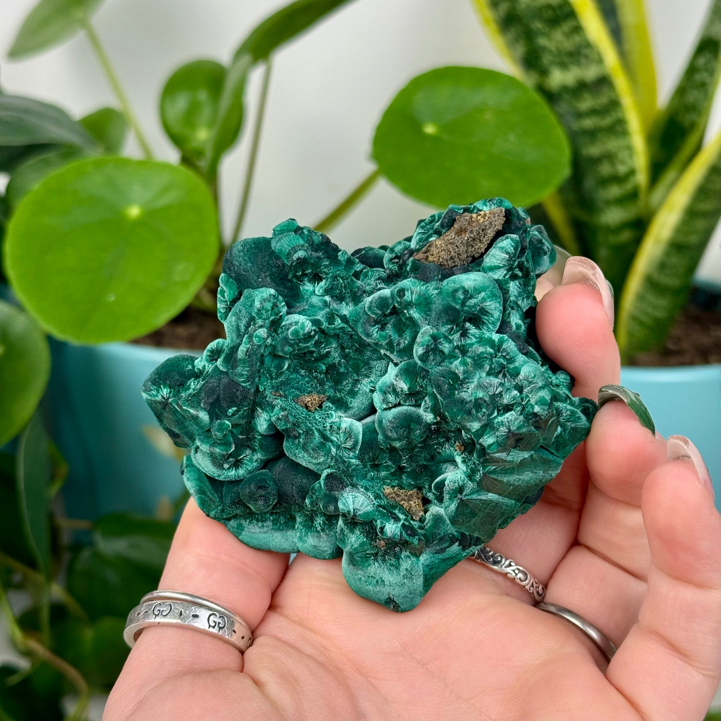 Velvet Malachite