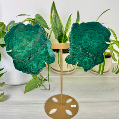 Malachite Lungs