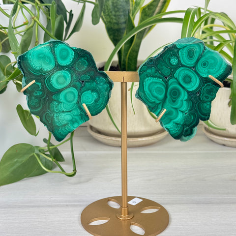 Malachite Lungs