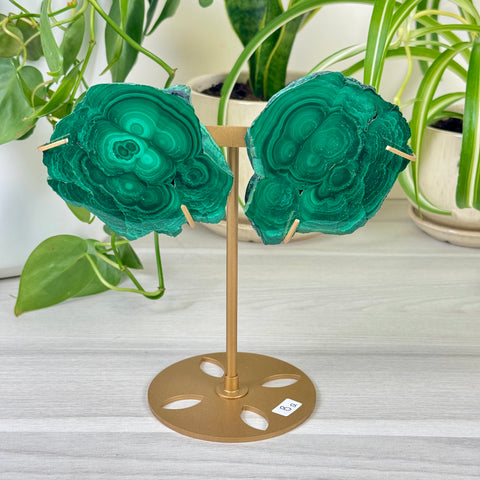 Malachite Lungs