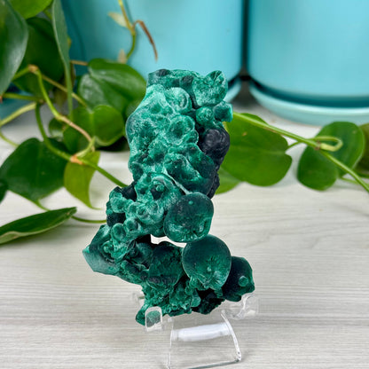 Velvet Malachite