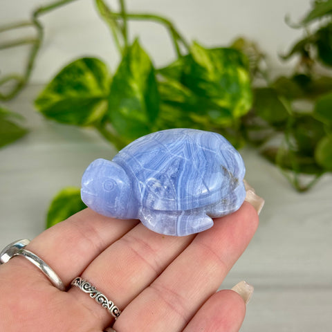 Blue Lace Agate Turtle