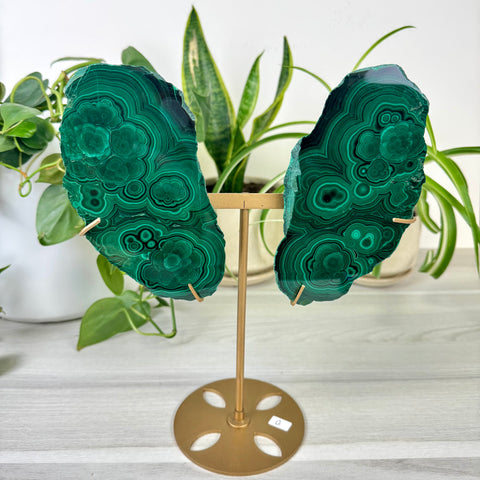 Malachite Lungs