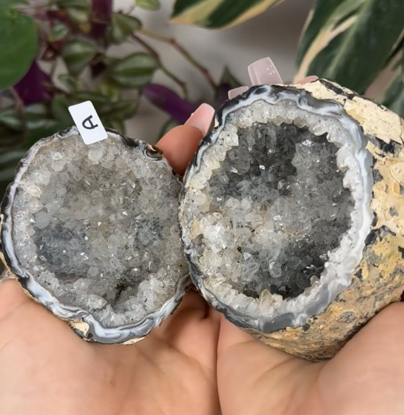 Druzy Agate Geode Pair