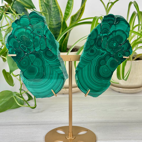 Malachite Lungs