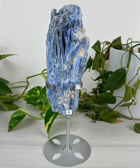 Statement Kyanite Cluster (W/ Custom Stand)