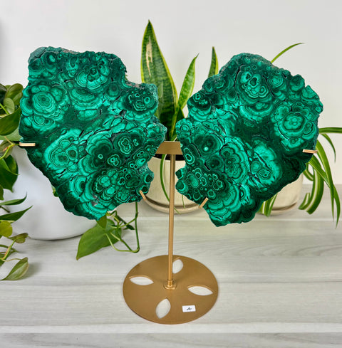 Malachite Lungs