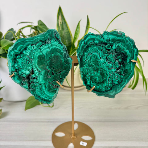 Malachite Lungs