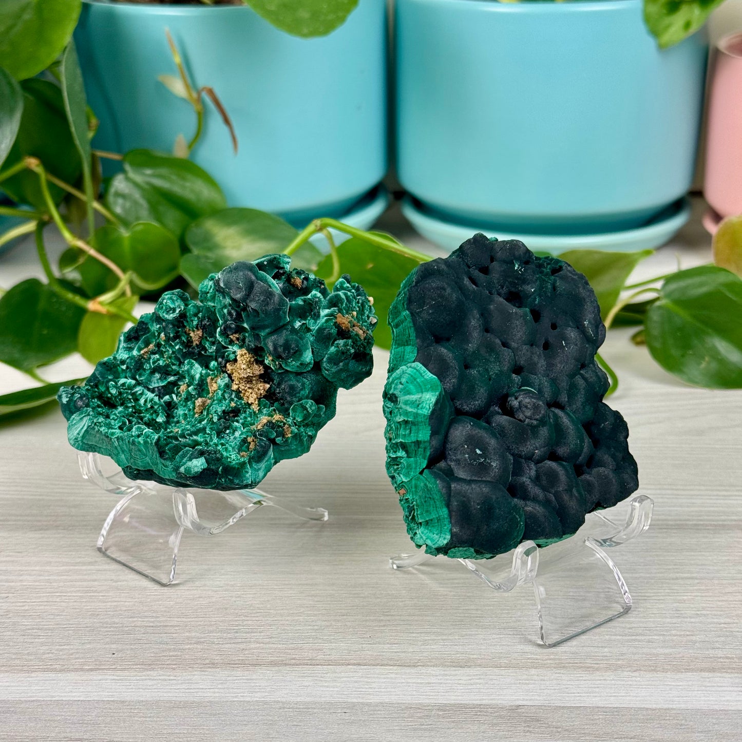 Velvet Malachite