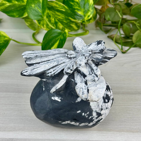 Chrysanthemum Stone Free Form