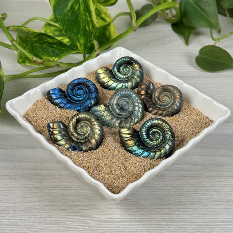 High Flash Labradorite Ammonite Carving