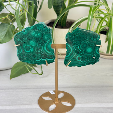 Malachite Lungs