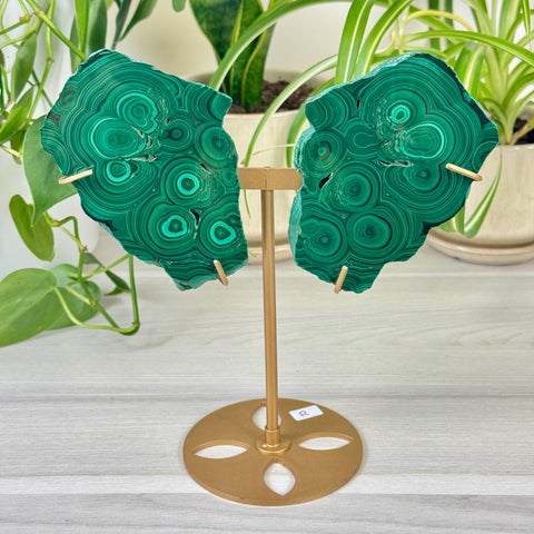 Malachite Lungs