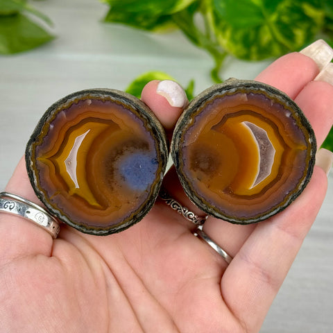 Candy Agate Pairs